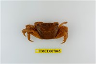 藏品(奧氏後相手蟹)的圖片